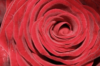 dolce come una rosa