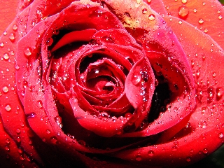 rosa rossa macro