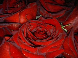 rose rosse fantastiche