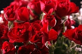 rose rosse