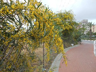 Mimose su percorso pedonale