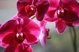 Orchidee rosse bellissime