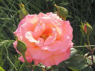 Rosa rosa con tracce di giallo nel prato