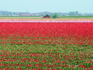 Stupendi tulipani rossi dipingono un prato