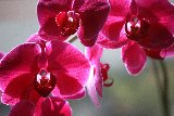 orchidee rosse bellissime