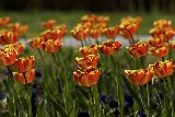 tulipani screziati con molto colore arancione