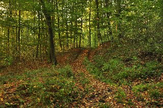 nel verde bosco su un manto di foglie