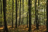 luce divina tra gli alberi fitti del bosco