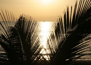 al mare con romanticismo tra le palme