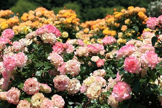 Giardino di rose di tanti colori