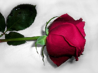 Profilo di rosa