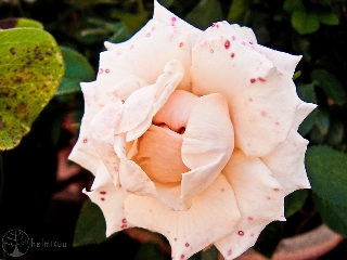 Rosa con brufoli