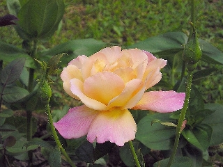 Rosa dai colori chiari  fantastici