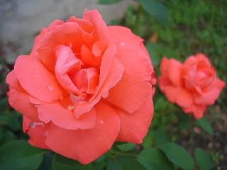 Rose e rugiada