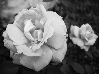 Rose in bianco e nero