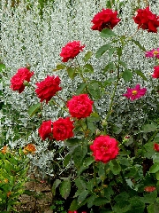 Rose in mezzo a vegetazione