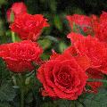 rose rosse nel prato