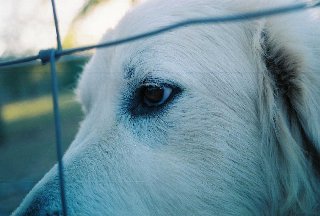 sguardo triste di cane bianco